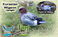 Eurasian Upright Wigeon