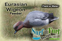 Eurasian Wigeon Feeder